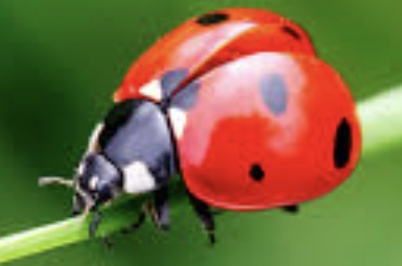 Ladybug